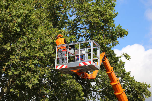 Professional Tree Services in Sayville, NY