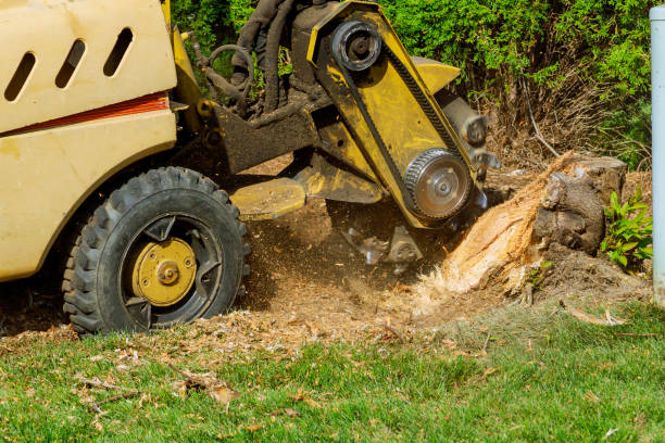 Best Tree Trimming and Pruning  in Sayville, NY