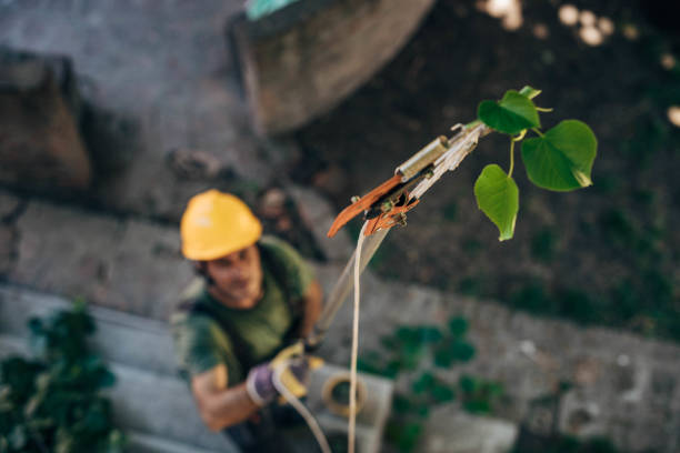 Best Tree Disease Treatment  in Sayville, NY