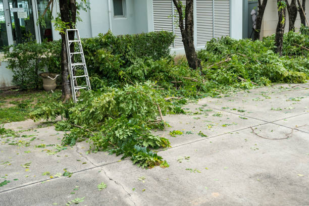 Best Hedge Trimming  in Sayville, NY